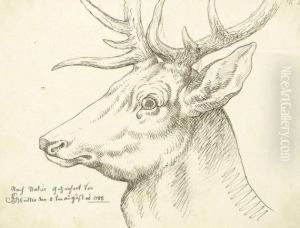 Kopf Eines Hirschen by Joseph Georg Winter
