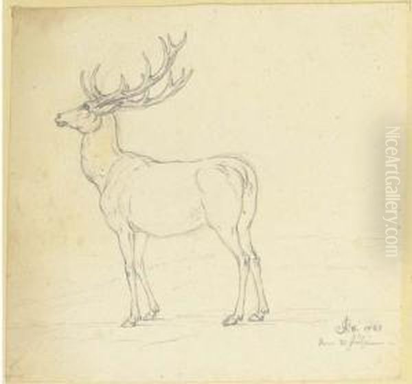 A Stag In Profile To The Left - view 1