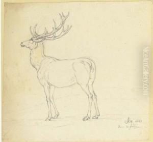 A Stag In Profile To The Left by Joseph Georg Winter