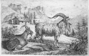 Tierdarstellungen by Raphael Winter
