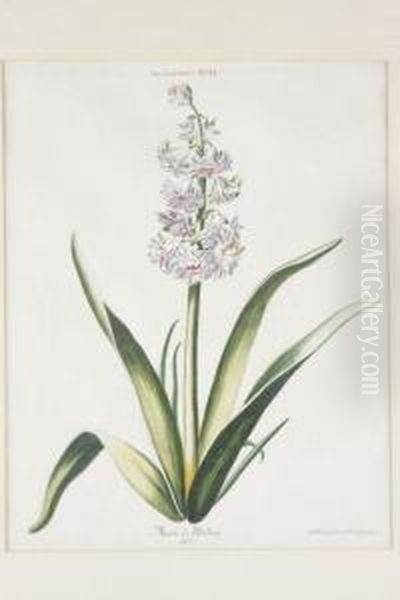 Hyacinthus - view 1