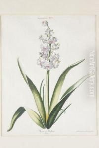 Hyacinthus by Adam Louis, Ludwig Wirsing