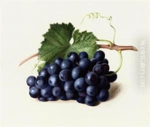 Fruit Of The Vine Fruit Of The Vine