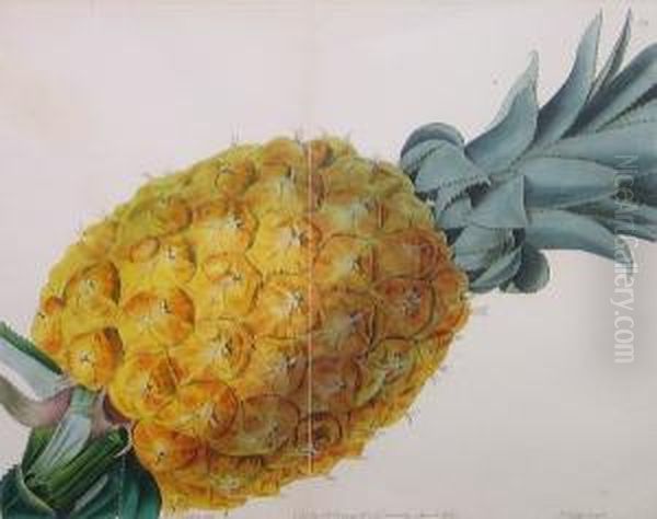 Pineapple - view 1