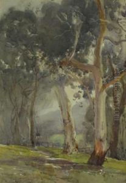 Untitled - Snowgums - view 1