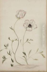 Deux Boutons-d'or Persans by Alida Withoos