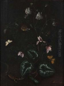 Ancolies, Papillons Et Salamandre by Alida Withoos