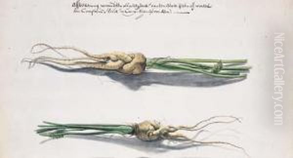 Two Studies Of Parsnips - view 1