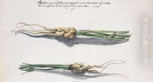 Two Studies Of Parsnips Two Studies Of Parsnips