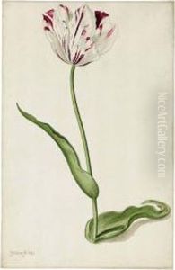 Study Of A Tulip Study Of A Tulip