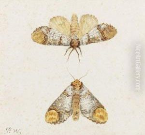 Study Of 2 Moths Study Of 2 Moths
