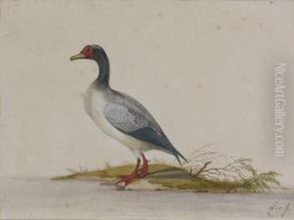 Dendrocygne - view 1