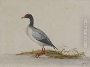 Dendrocygne Dendrocygne