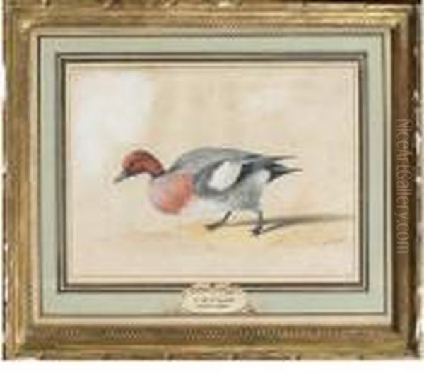 Canard Siffleur - view 1