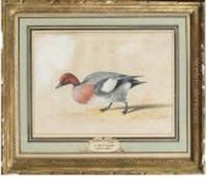 Canard Siffleur Canard Siffleur