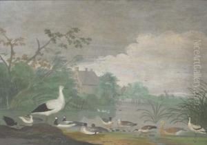 Geese, Ducks And Other Birds On A Pond With Houses In Thedistance Geese, Ducks And Other Birds On A Pond With Houses In Thedistance