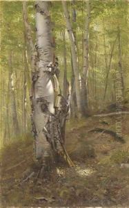 Silver Birches