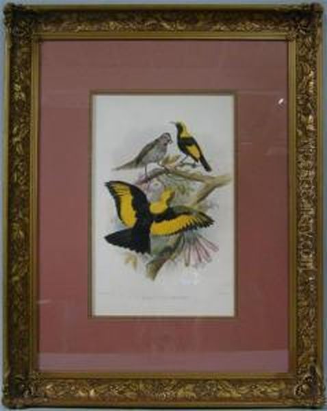 Sericulus Melinus - Regent Bird - view 1