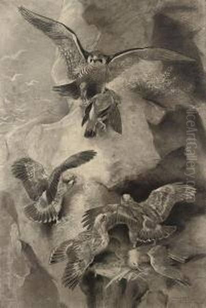Peregrine Falcons At Their Nest - view 1