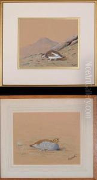 "studies Of Game Birds" - A Ptarmigan And A Partridge - view 1