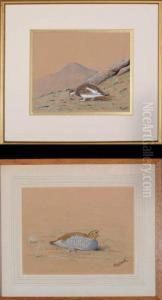 "studies Of Game Birds" - A Ptarmigan And A Partridge by David Knightley Wolfe-Murray