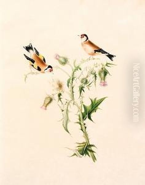 Illustrations Of British Song Birds Painted For Eleanor Mary Dennistoun By Her Affectionate Aunt Mary Wood - view 1