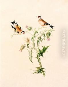 Illustrations Of British Song Birds Painted For Eleanor Mary Dennistoun By Her Affectionate Aunt Mary Wood by Wood