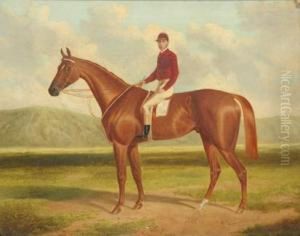 Falcon: Winner Of The Adelaide Cup