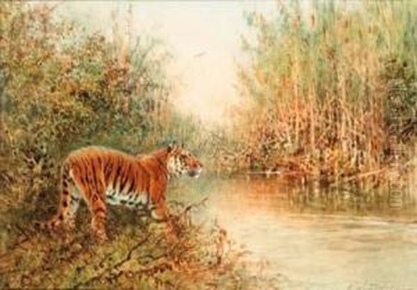 Tiger At The Water's Edge; And Tiger In Long Grass - view 1