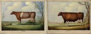 Beauty, A Prize Cow And Stapleton Dr., A Prize Bull by John G. W. Woods