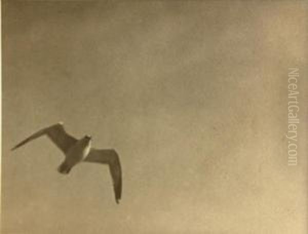 Seagull - view 1