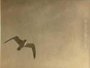 Seagull Seagull