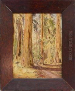 Path Through Redwoods