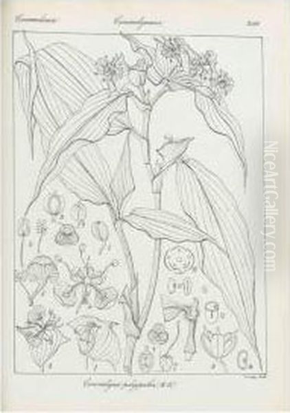 Icones Plantarum Indiae Orientalis, Or Figures Of Indian Plants. - view 1