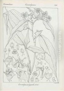 Icones Plantarum Indiae Orientalis, Or Figures Of Indian Plants. by Robert Leslie Wright