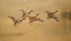 Mallard Rising