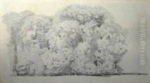 Study Of Trees by Henry Wyatt