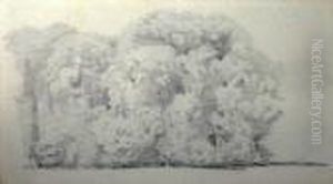 'studyof Trees', Pencil, 6.5cm X 12cm, Framed