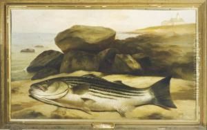 The Fish by Arnoud Wydeveld