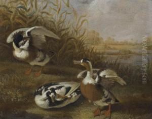 A Shelduck In A Landscape A Shelduck In A Landscape