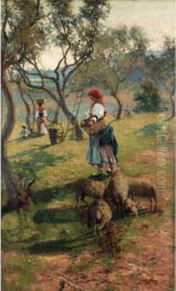 In The Olive Grove - view 1