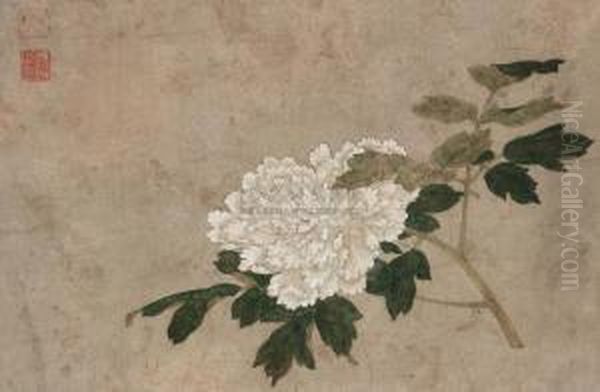 Chrysanthemum - view 1