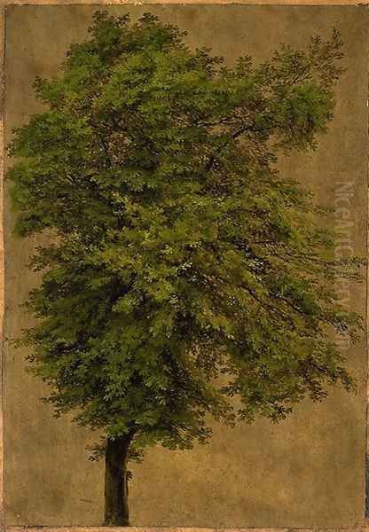 Young Oak Tree - view 1