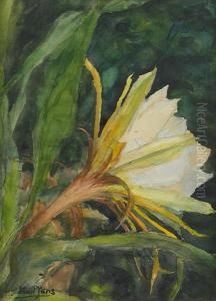 Epihyllum, The Flower Of Twenty Four Hours - view 1