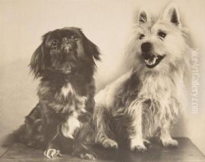 Chiens by Ylla