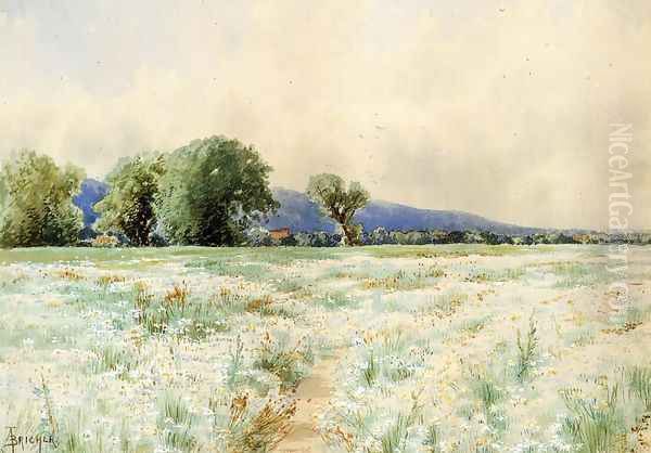 The Daisy Field - view 1