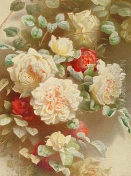 Gloire De Dijon Roses - view 1
