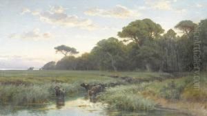 Wasserbuffel In Der Romischen Campagna