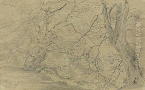 Baumstudie - view 1