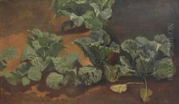 Cabbage - view 1